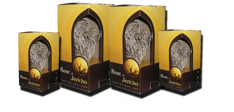 rose of jericho