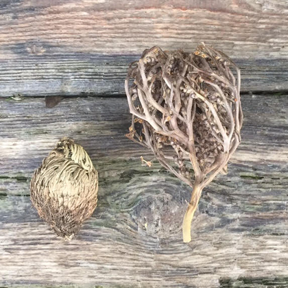 Fake and Real Rose of Jericho