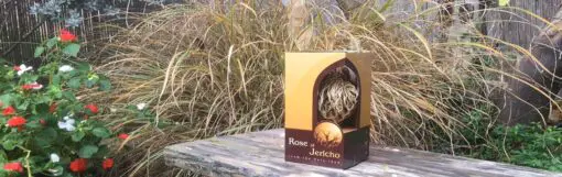 Real Rose of Jericho - Small - Image 3