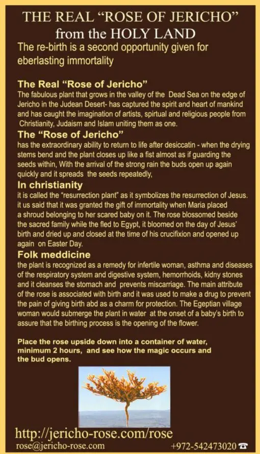 Real Rose of Jericho - Small - Image 4