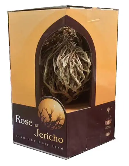 Real Rose of Jericho - Big