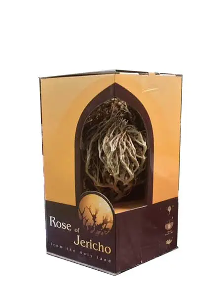 Real Rose of Jericho - Small
